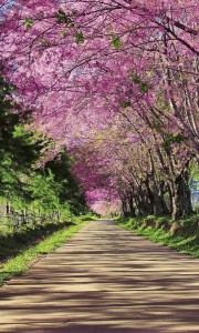 Fototapeta na flizelinie MS-2-0106 BLOSSOM ALLEY