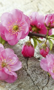 Fototapeta na flizelinie MS-2-0109 SAKURA