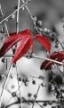 Fototapeta na flizelinie MS-2-0110 RED LEAVES ON BLACK