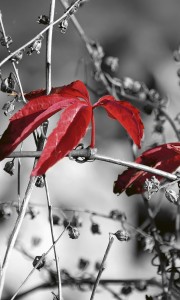 Fototapeta na flizelinie MS-2-0110 RED LEAVES ON BLACK