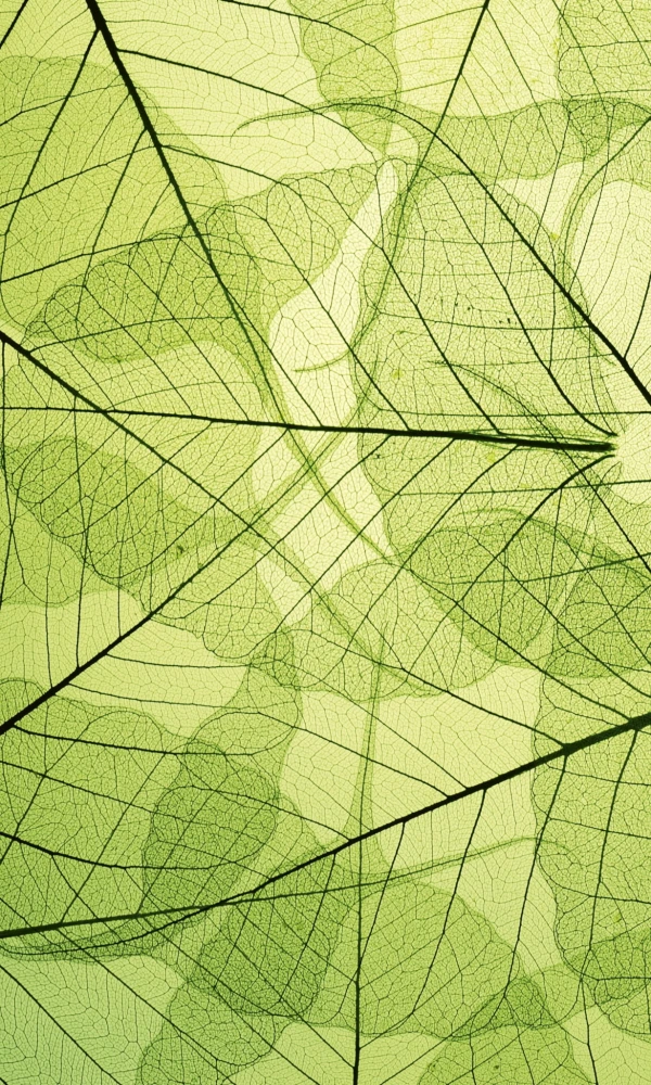 Fototapeta na flizelinie MS-2-0111 LEAF VEINS