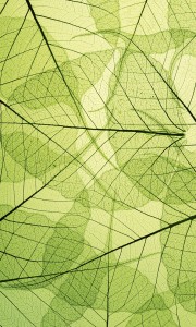 Fototapeta na flizelinie MS-2-0111 LEAF VEINS
