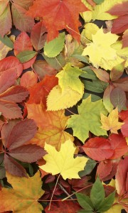 Fototapeta na flizelinie MS-2-0115 COLOURFUL LEAVES