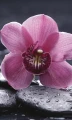 Fototapeta na flizelinie MS-2-0120 ORCHID