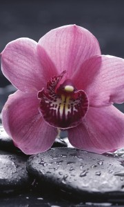Fototapeta na flizelinie MS-2-0120 ORCHID