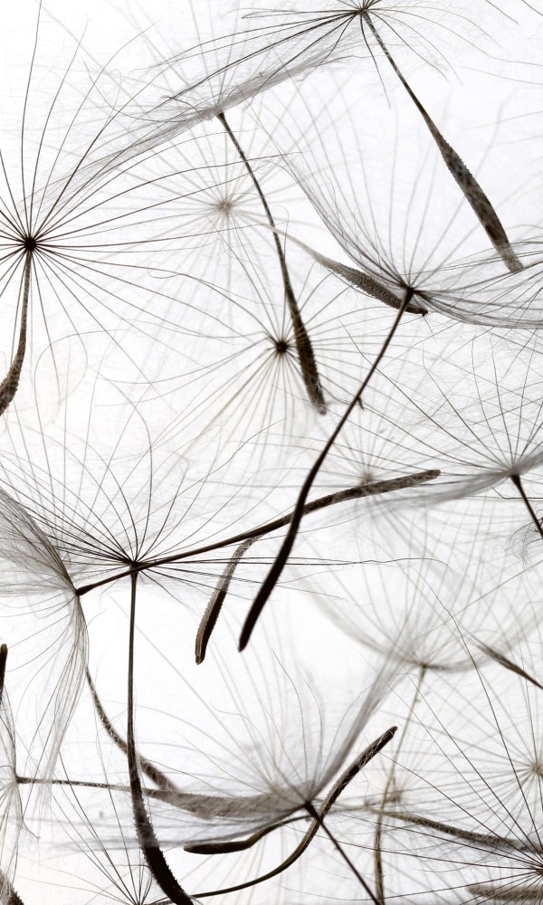 Fototapeta na flizelinie MS-2-0122 DANDELION SEEDS