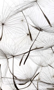 Fototapeta na flizelinie MS-2-0122 DANDELION SEEDS
