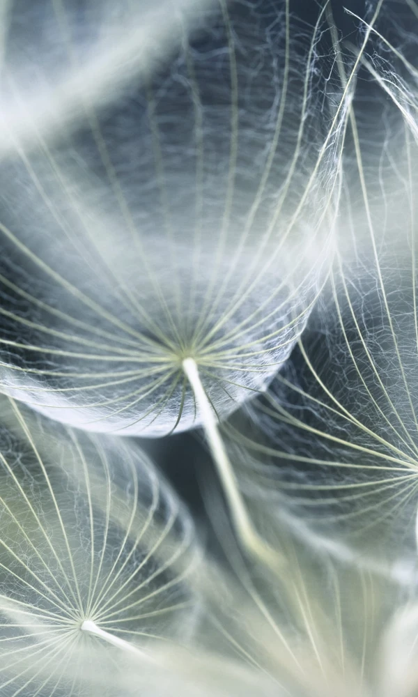 Fototapeta na flizelinie MS-2-0123 DANDELION MACRO