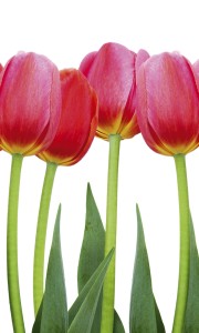Fototapeta na flizelinie MS-2-0126 BED OF TULIPS