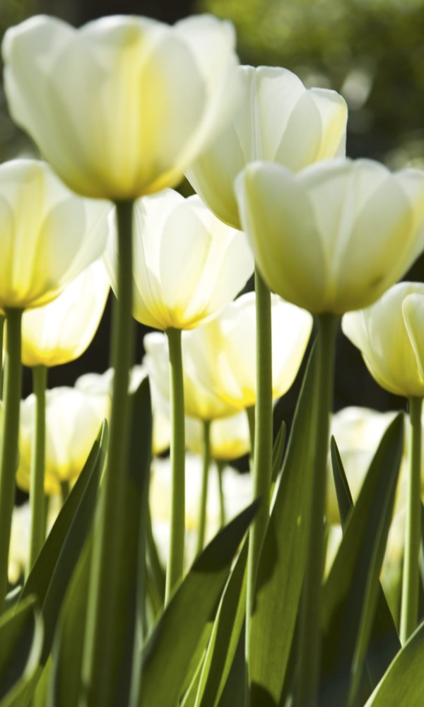 Fototapeta na flizelinie MS-2-0127 WHITE TULIPS