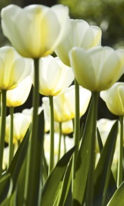 Fototapeta na flizelinie MS-2-0127 WHITE TULIPS