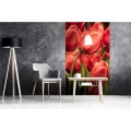 Fototapeta na flizelinie MS-2-0128 RED TULIPS