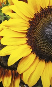 Fototapeta na flizelinie MS-2-0130 SUNFLOWERS