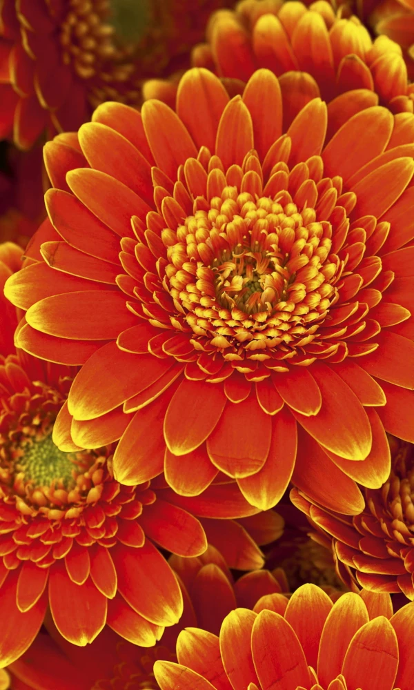 Fototapeta na flizelinie MS-2-0131 GERBERA