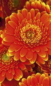 Fototapeta na flizelinie MS-2-0131 GERBERA