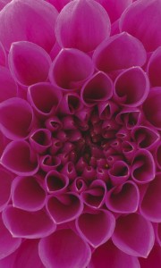 Fototapeta na flizelinie MS-2-0132 PINK DAHLIA