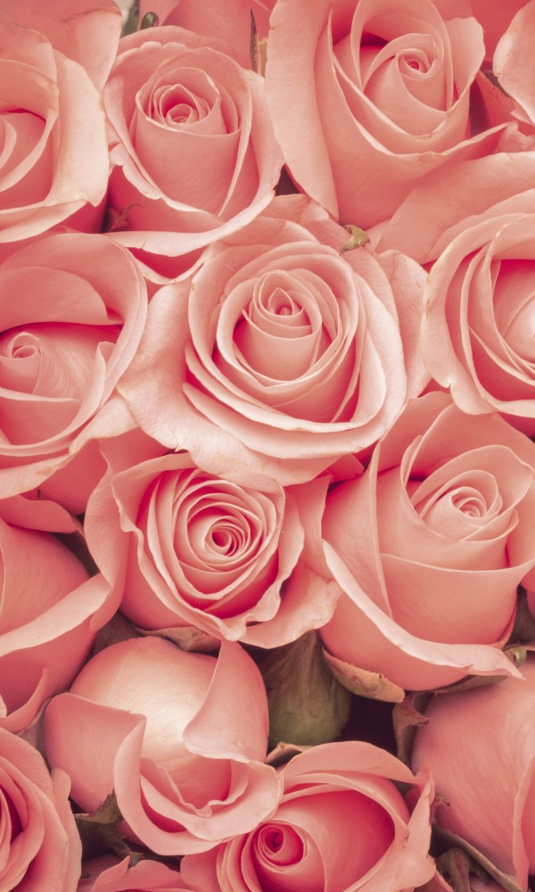 Fototapeta na flizelinie MS-2-0133 ROSES