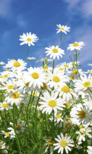 Fototapeta na flizelinie MS-2-0135 DAISIES