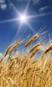Fototapeta na flizelinie MS-2-0136 WHEAT FIELD