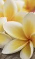 Fototapeta na flizelinie MS-2-0140 PLUMERIA