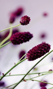 Fototapeta na flizelinie MS-2-0141 FLORAL VIOLET
