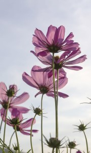 Fototapeta na flizelinie MS-2-0145 COSMOS FLOWERS