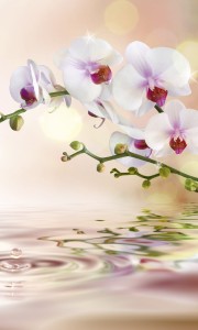 Fototapeta na flizelinie MS-2-0147 WHITE ORCHID
