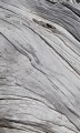 Fototapeta na flizelinie MS-2-0160 TREE TEXTURE