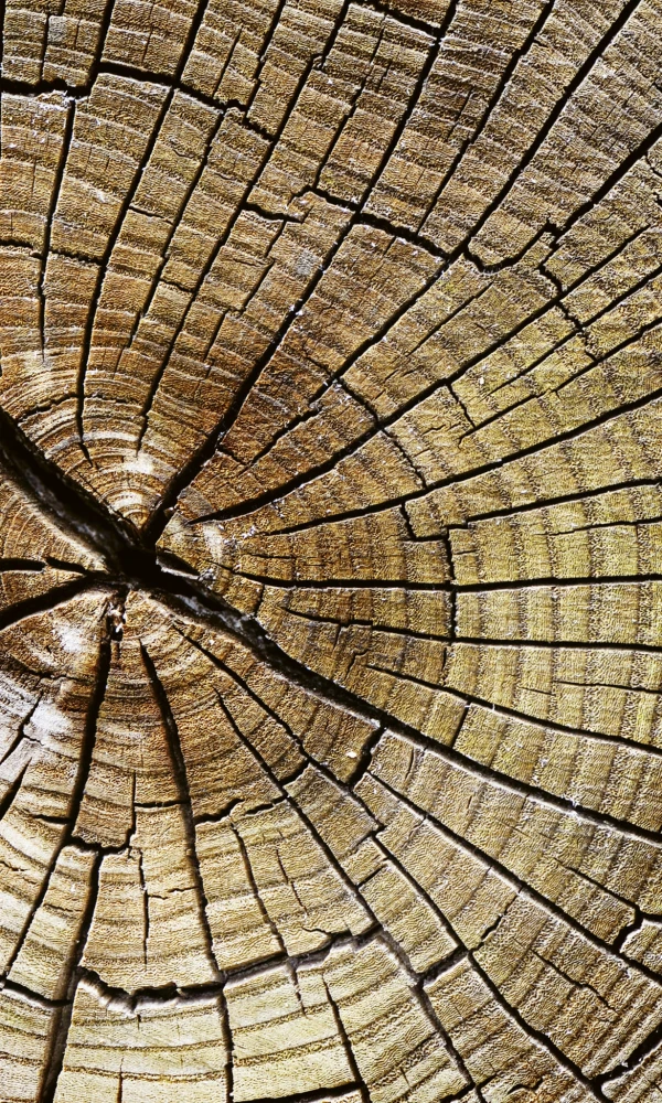 Fototapeta na flizelinie MS-2-0162 WOOD