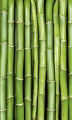 Fototapeta na flizelinie MS-2-0165 BAMBOO