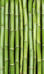 Fototapeta na flizelinie MS-2-0165 BAMBOO