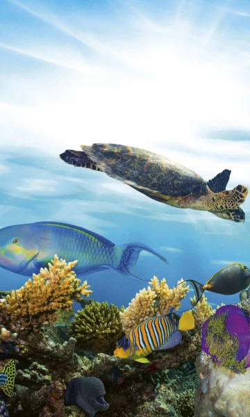 Fototapeta na flizelinie MS-2-0216 FISH