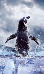 Fototapeta na flizelinie MS-2-0219 PENGUIN