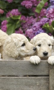 Fototapeta na flizelinie MS-2-0224 LABRADOR PUPPIES