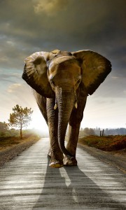 Fototapeta na flizelinie MS-2-0225 WALKING ELEPHANT