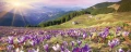 Fototapeta na flizelinie MP-2-0064 CROCUSES AT SPRING
