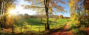 Fototapeta na flizelinie MP-2-0066 MEADOW