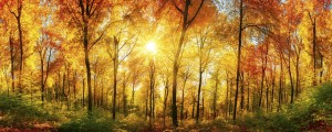 Fototapeta na flizelinie MP-2-0067 SUNNY FOREST