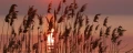 Fototapeta na flizelinie MP-2-0089 REED ON THE LAKE