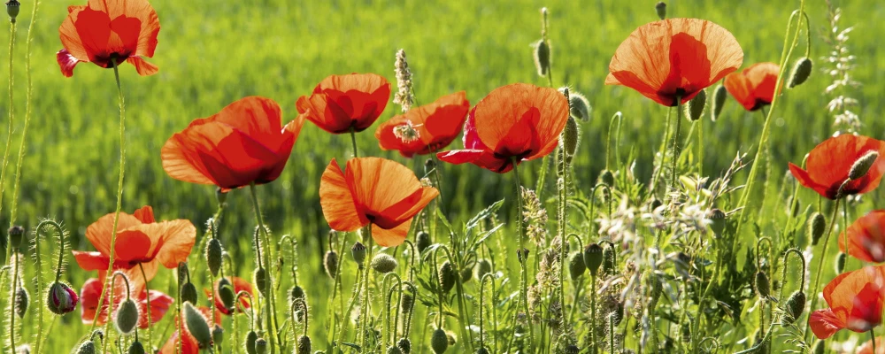 Fototapeta na flizelinie MP-2-0092 POPPY FIELD