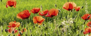 Fototapeta na flizelinie MP-2-0092 POPPY FIELD