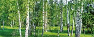 Fototapeta na flizelinie MP-2-0100 BIRCH GROW