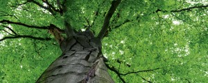 Fototapeta na flizelinie MP-2-0101 TREETOP