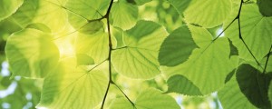 Fototapeta na flizelinie MP-2-0107 GREEN LEAVES