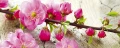 Fototapeta na flizelinie MP-2-0109 SAKURA