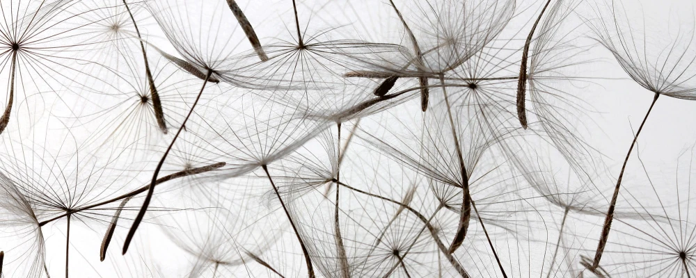 Fototapeta na flizelinie MP-2-0122 DANDELION SEEDS