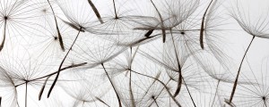Fototapeta na flizelinie MP-2-0122 DANDELION SEEDS