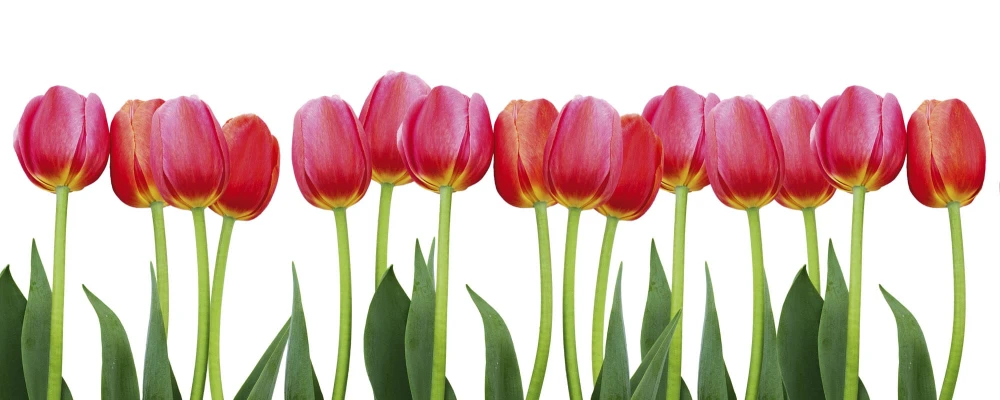 Fototapeta na flizelinie MP-2-0126 BED OF TULIPS
