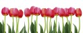 Fototapeta na flizelinie MP-2-0126 BED OF TULIPS