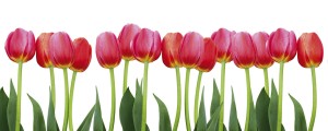 Fototapeta na flizelinie MP-2-0126 BED OF TULIPS